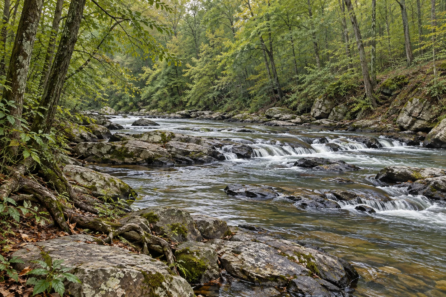 Editorial illustration of the shallow rocky Cascades on the Eno River beneath a Piedmont hardwood forest in North Carolina
